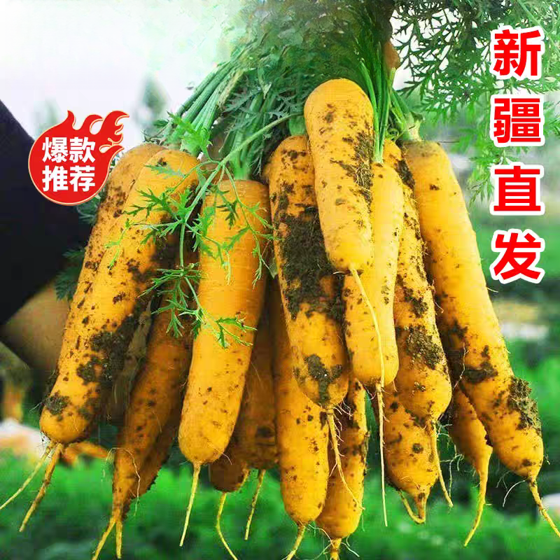 新疆原产现挖现发黄胡萝卜新鲜蔬菜适合手抓饭