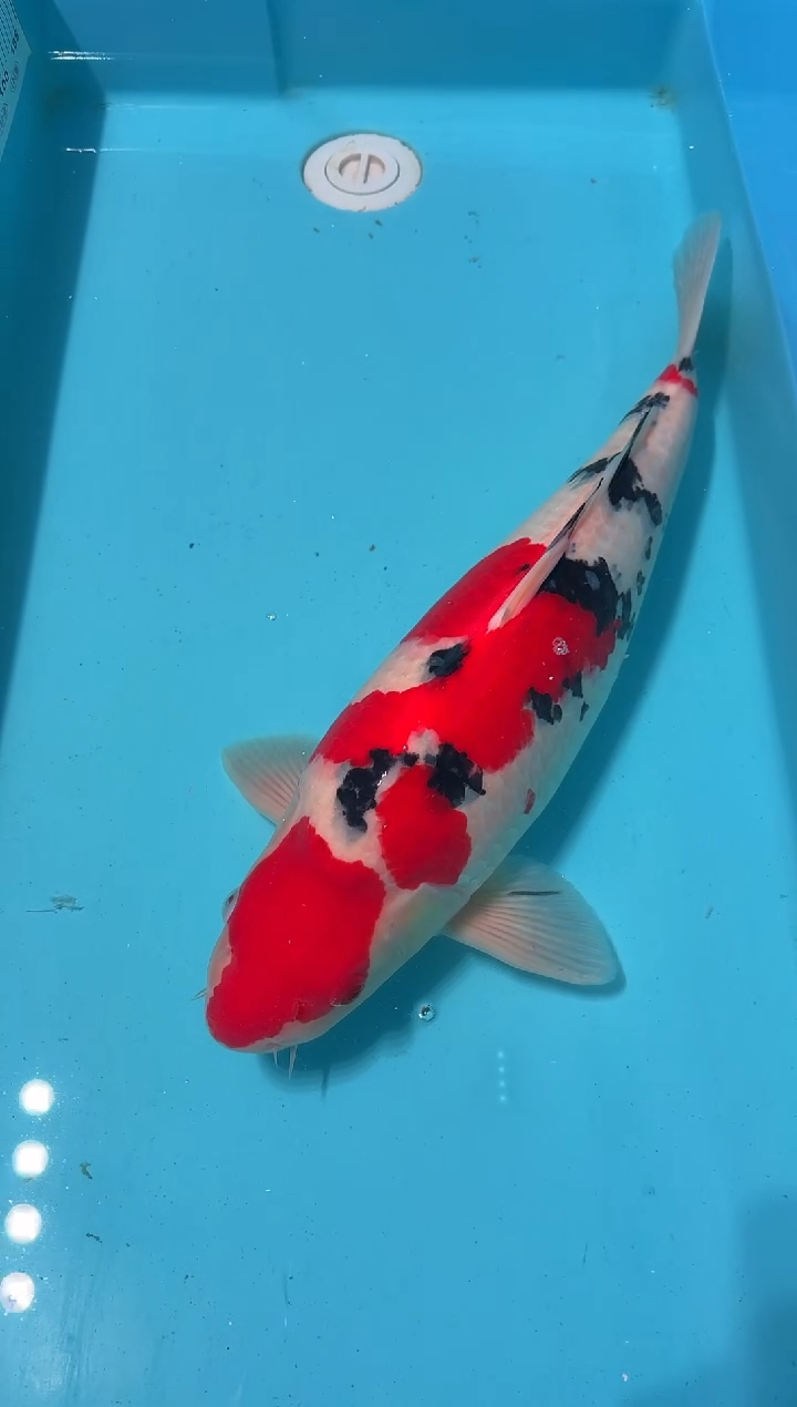 锦鲤福****司大正 60cm