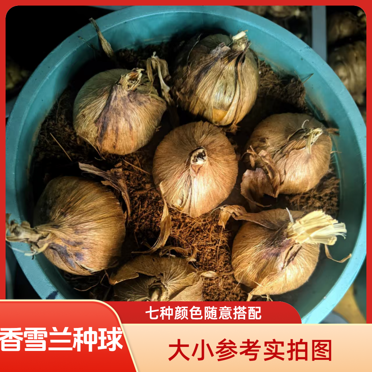 香雪兰种球大球耐寒室内盆栽好养易活浓香型植物种子
