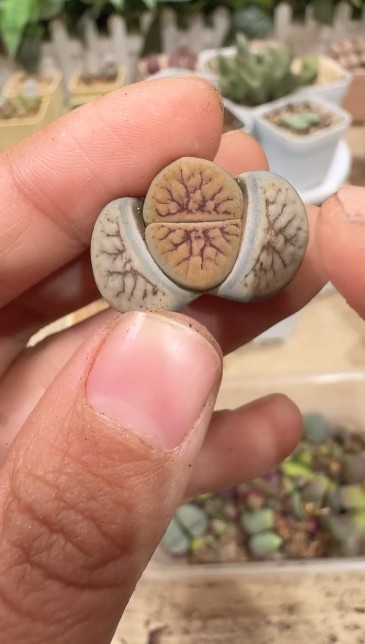 28-302多肉植物肉锥线招福