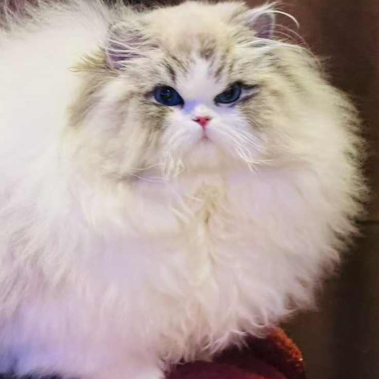 【新脸版布偶猫舍】猫咪活体