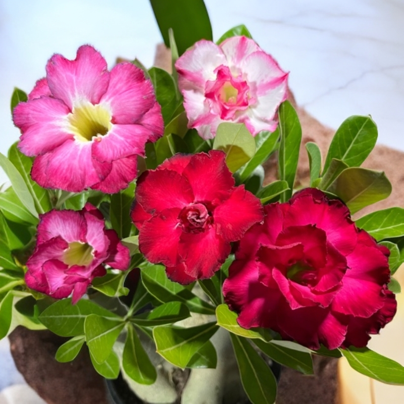 沙漠玫瑰花 【一物一拍直播间】一年四季开花