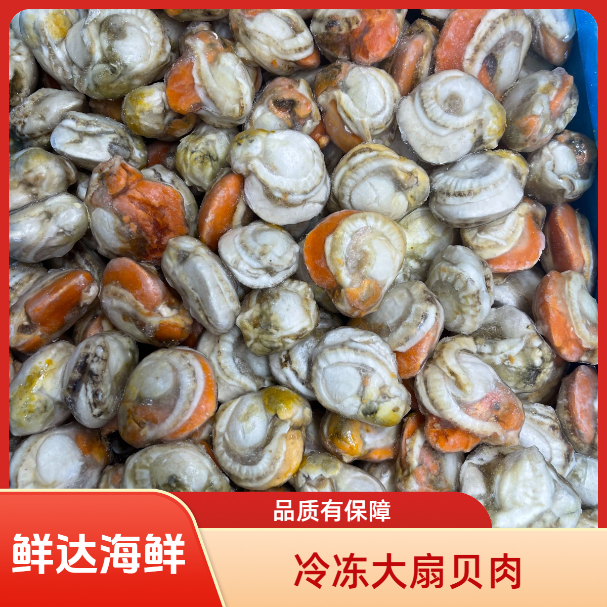 冷冻大扇贝肉
