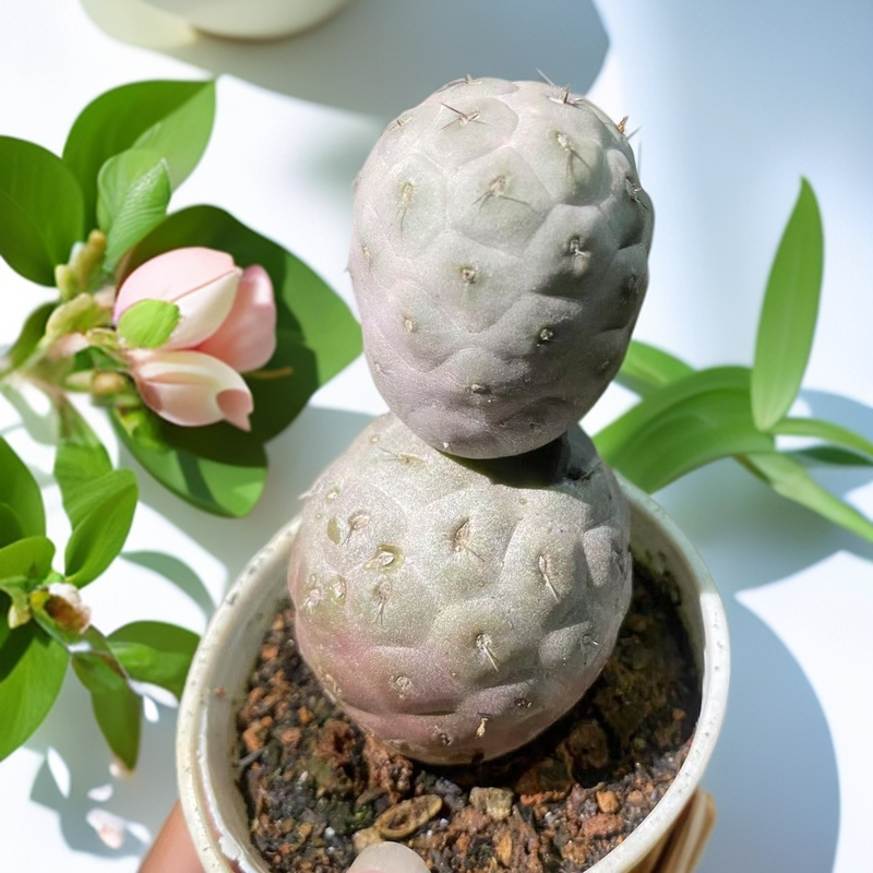 多头习志野 仙人球植物漳州基地直发货 新手好养 室内外办公室