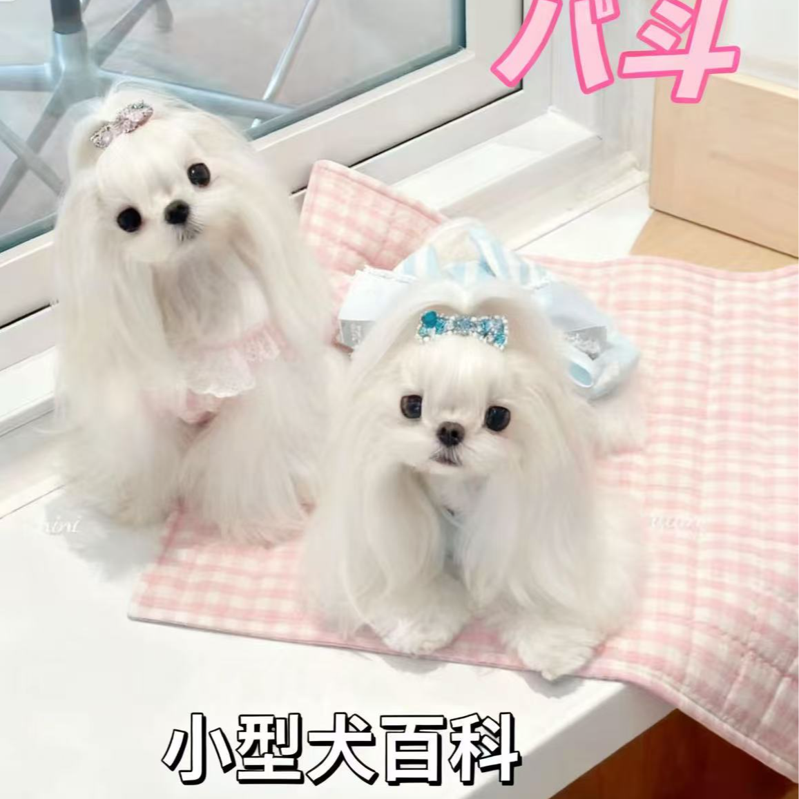 八斗百科全书之教你选狗