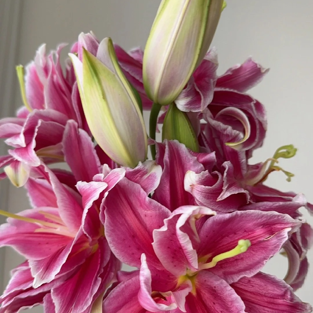 【挚爱】重瓣香水百合一单包邮云南鲜花昆明基地现采现发