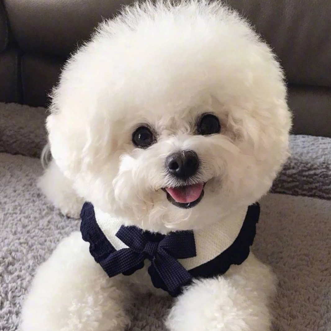 小小萌宠活体狗狗链接