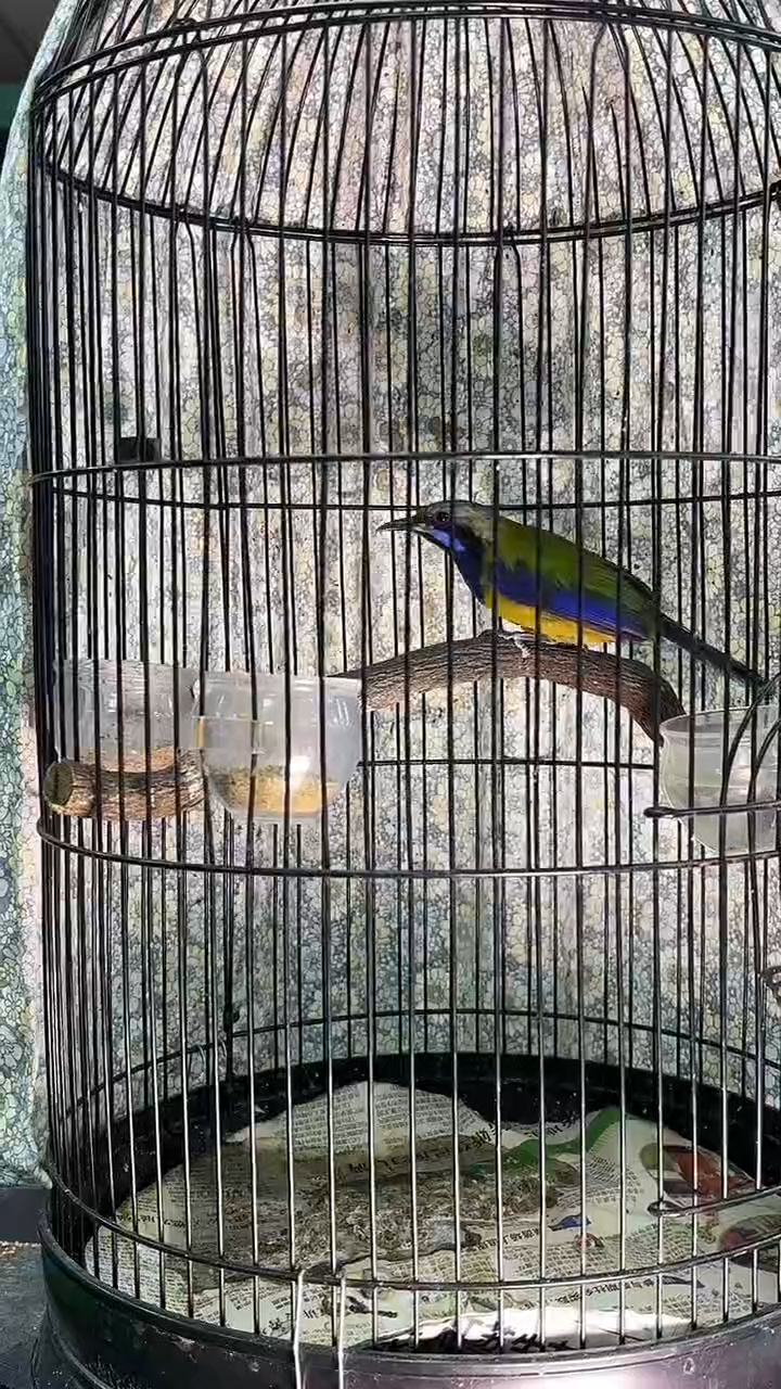 28号 橙腹老毛养笼0元起拍