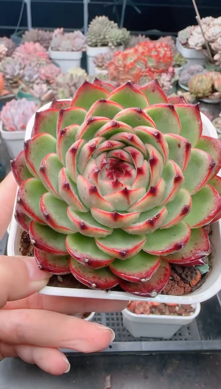 【闪购商品】5646.