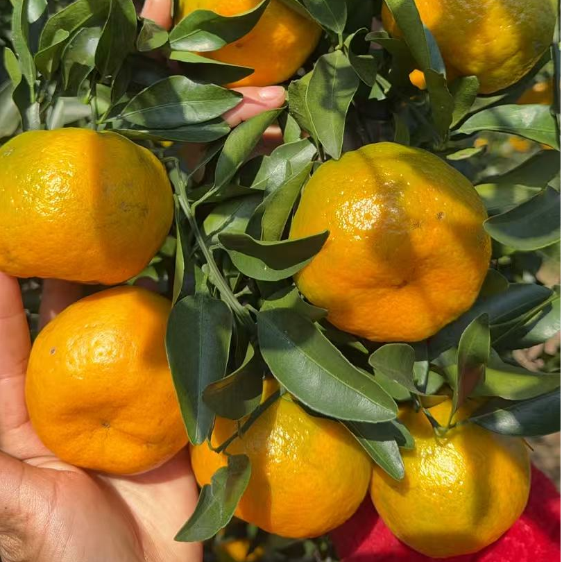 （助农）正宗高山芦柑（产地四川宜宾）碰柑果香味浓郁脆脆甜甜