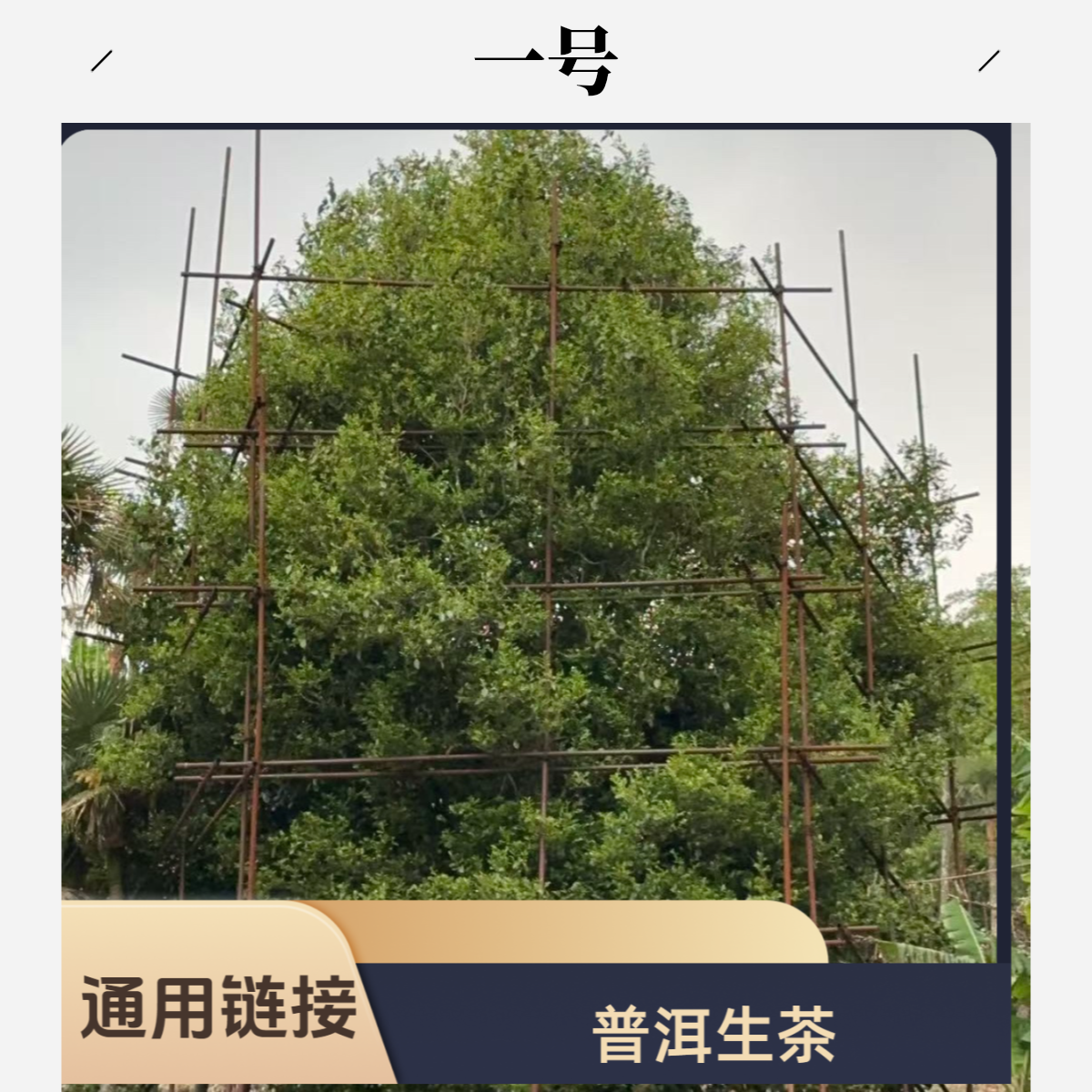 【宠粉分享2】勐宋斗茶大赛-水库单株古树普洱茶纯料