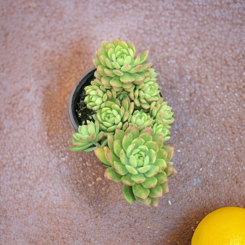 多肉马库斯植物阳台露台庭院栽种养护好养活