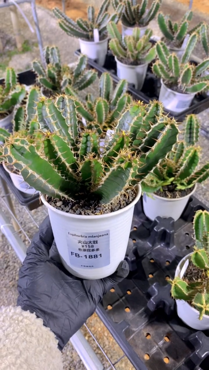 【闪购商品】火山大戟FB-1881