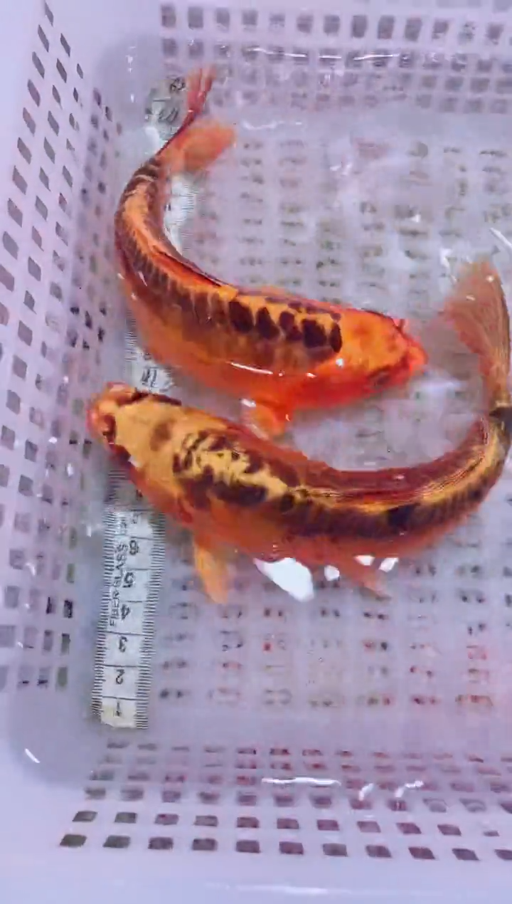 锦鲤血统锦鲤全场包邮165