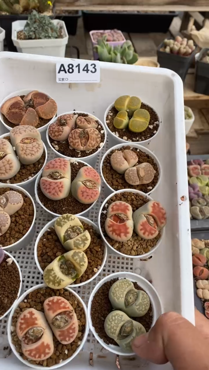 【闪购商品】8143直播一物一拍