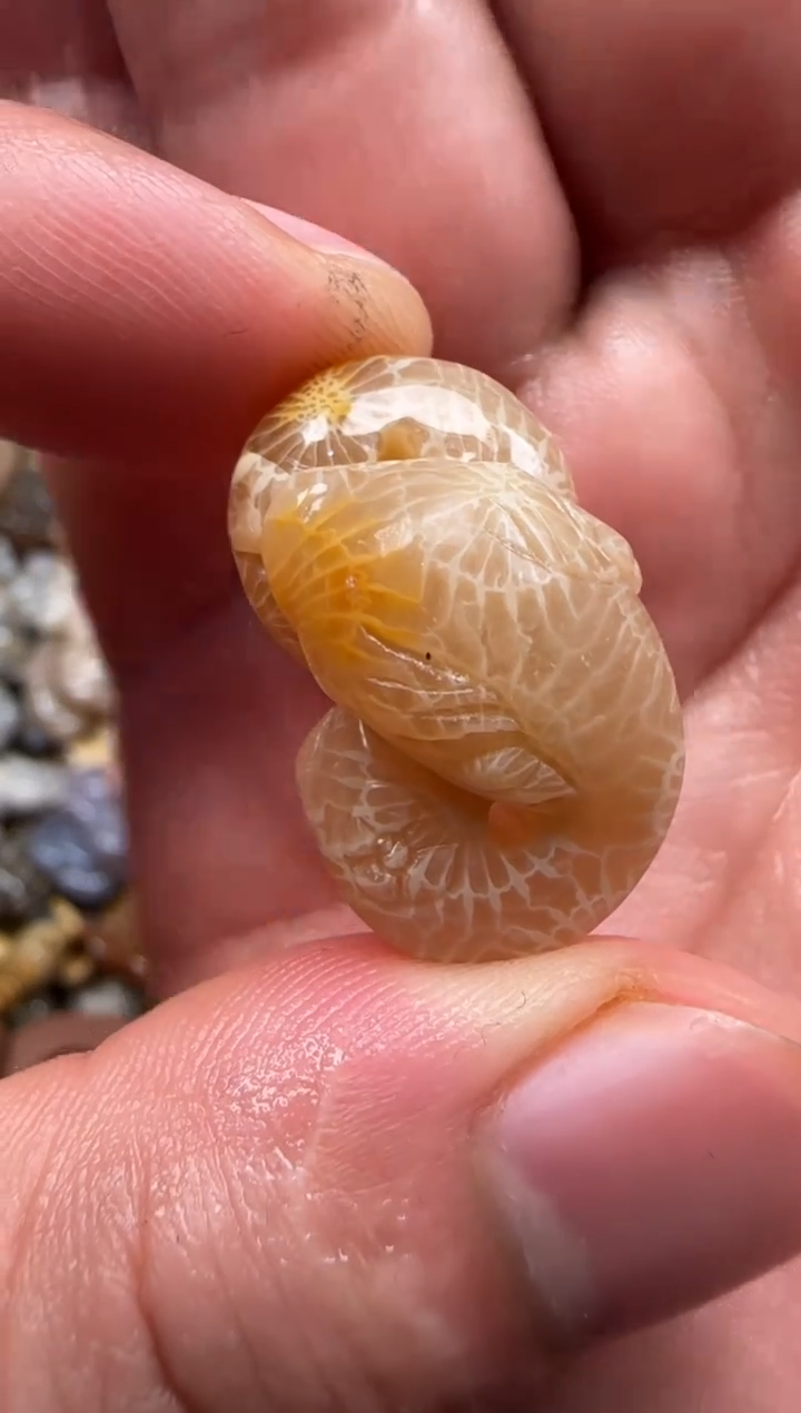 【闪购商品】硅化珊瑚（珊瑚玉）颈饰未镶嵌334