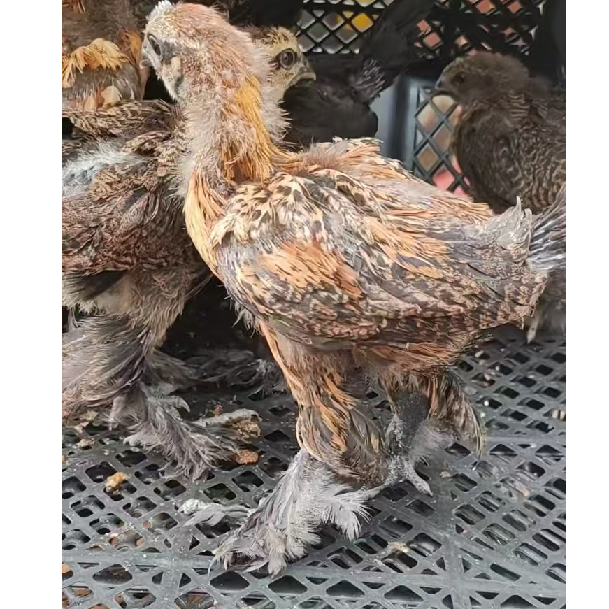 国产婆罗门大毛脚无量山脱温系列包邮包活到家