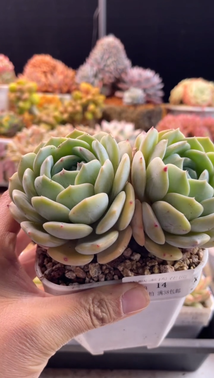 【闪购商品】1.13-14劳林