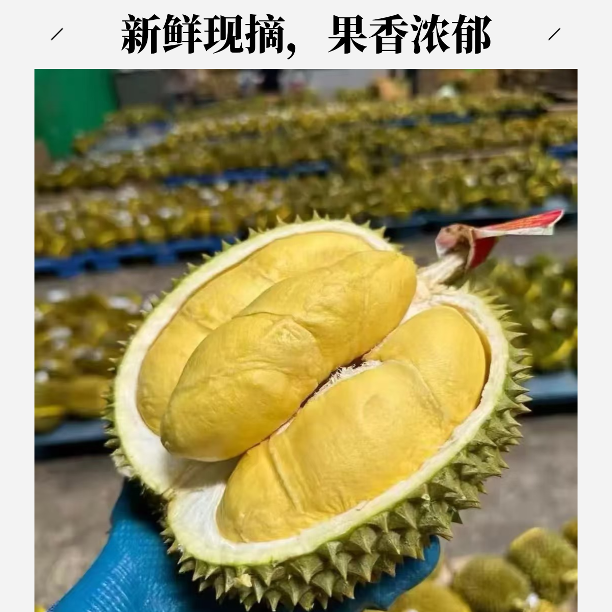 【次日达甲伦榴莲】A+树熟甲伦鲜榴莲3-7斤 顺丰京东包邮核大介意勿拍顺丰包邮新鲜泰国榴莲小时达水果甲仑泰国