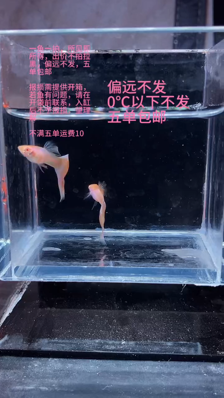 孔雀鱼孔雀鱼 14