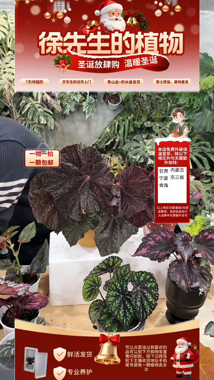 完全开放超大抒情诗（轻微叶损不售后）