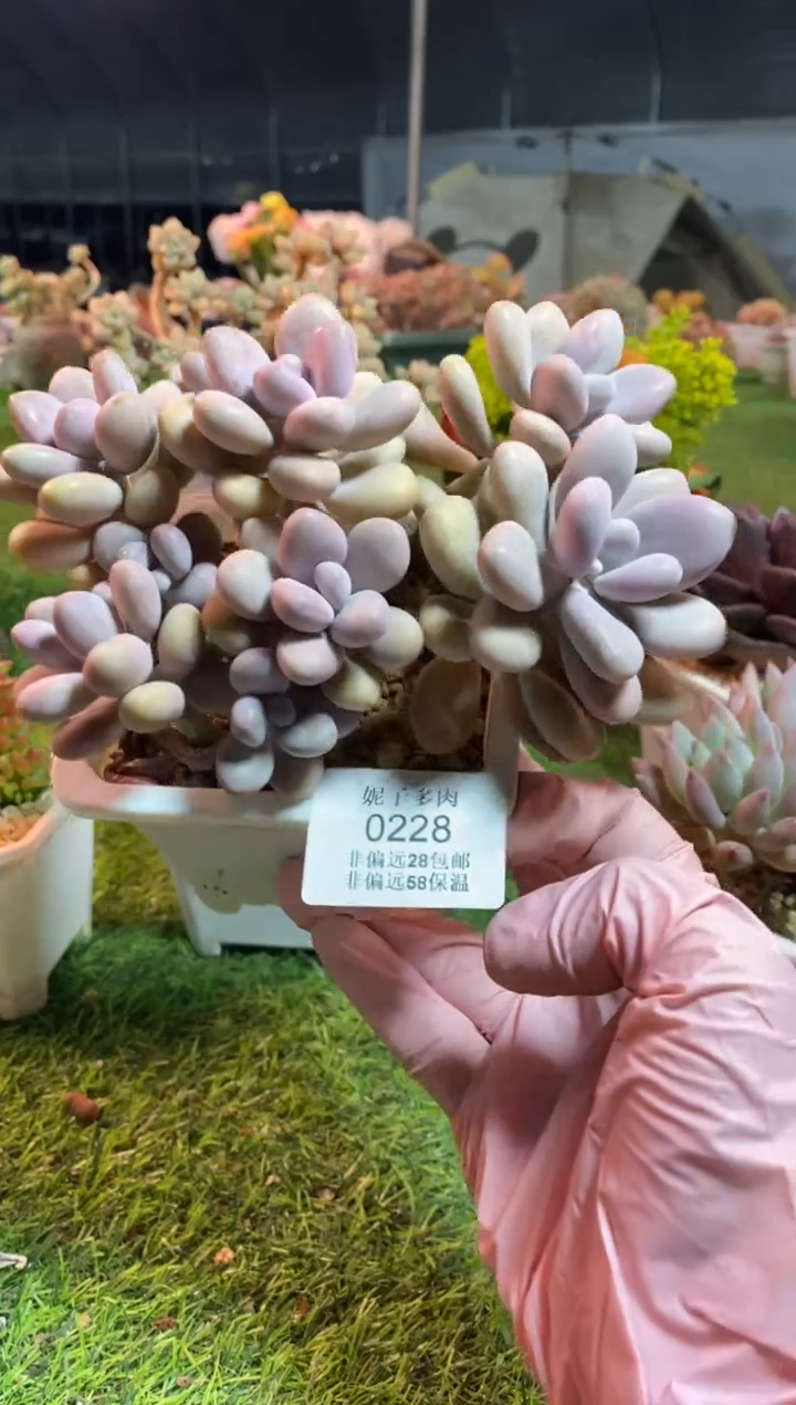 【闪购商品】0228a