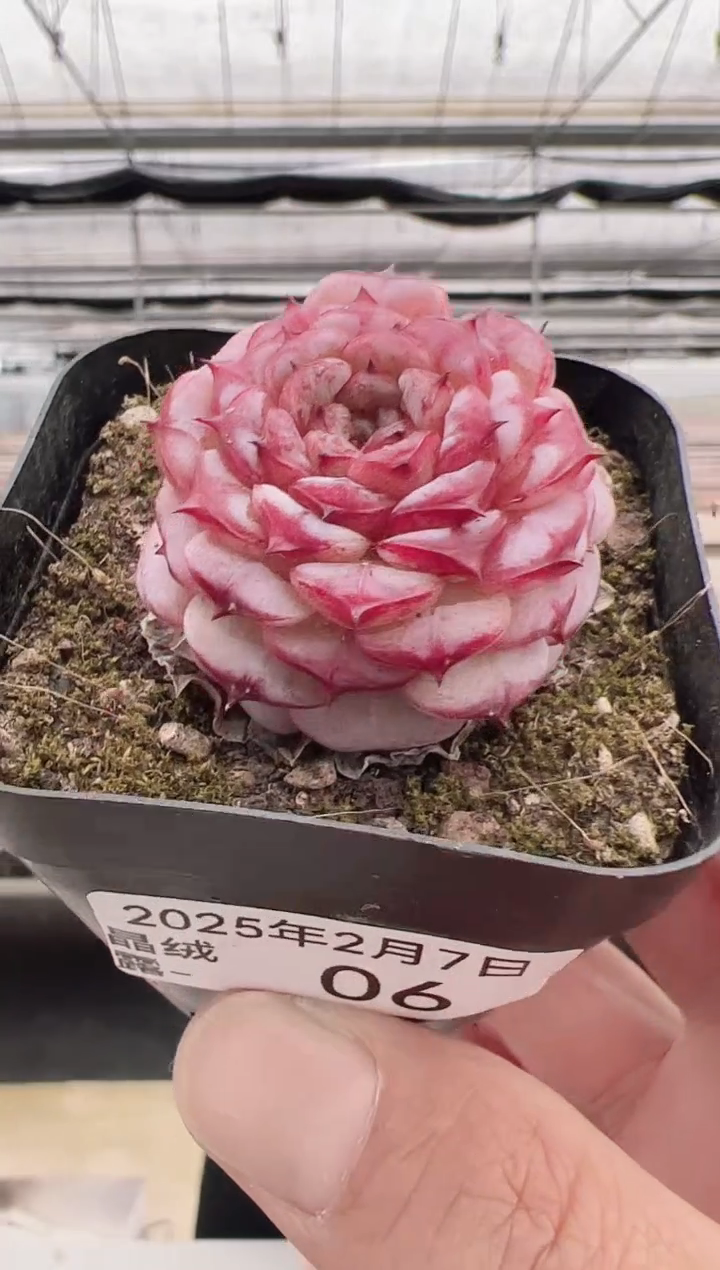 【闪购商品】晶绒露-6