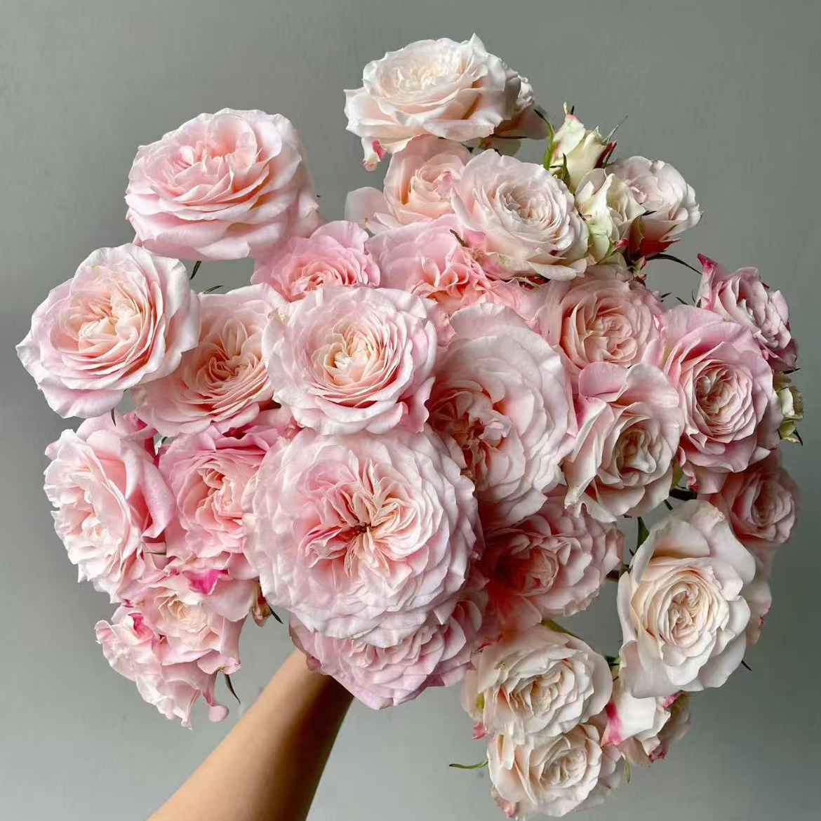 【一品花集】【花间公主】稀有多头玫瑰  云南昆明基地直发家用鲜花