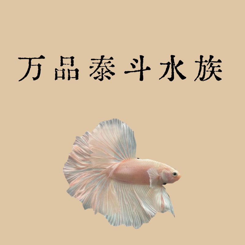 E10（217-240）泰国斗鱼精品鱼小型热带观赏鱼【直播间选鱼】