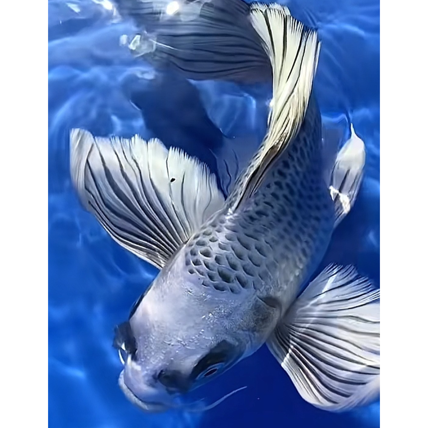 【蝴蝶鲤三色猫】一物一拍蝴蝶鲤好养耐活台湾纯种蝴蝶鲤观赏鱼