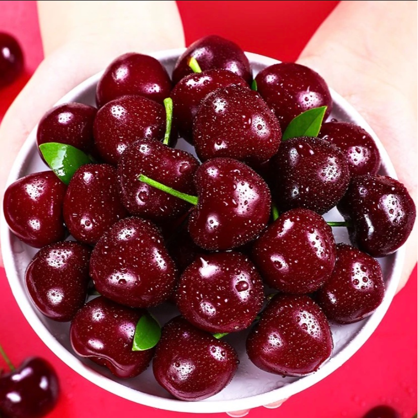【珊姐优选】智利海运车厘子 J-4J 进口新鲜樱桃 内附果径卡