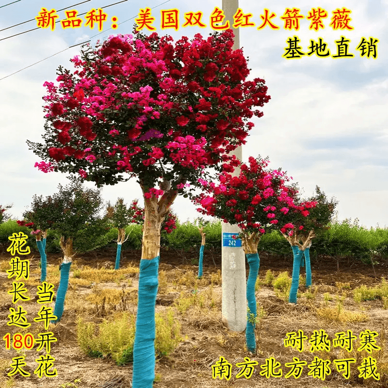 美国双色红火箭紫薇常年开花花量大耐寒耐旱庭院别墅景观基地直销