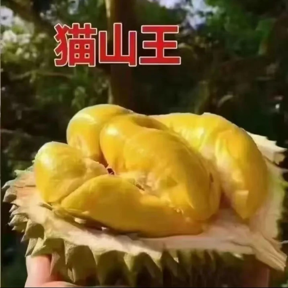 【猫山王】榴莲树苗耐寒耐高温 南方北方种植 榴莲苗当年结果