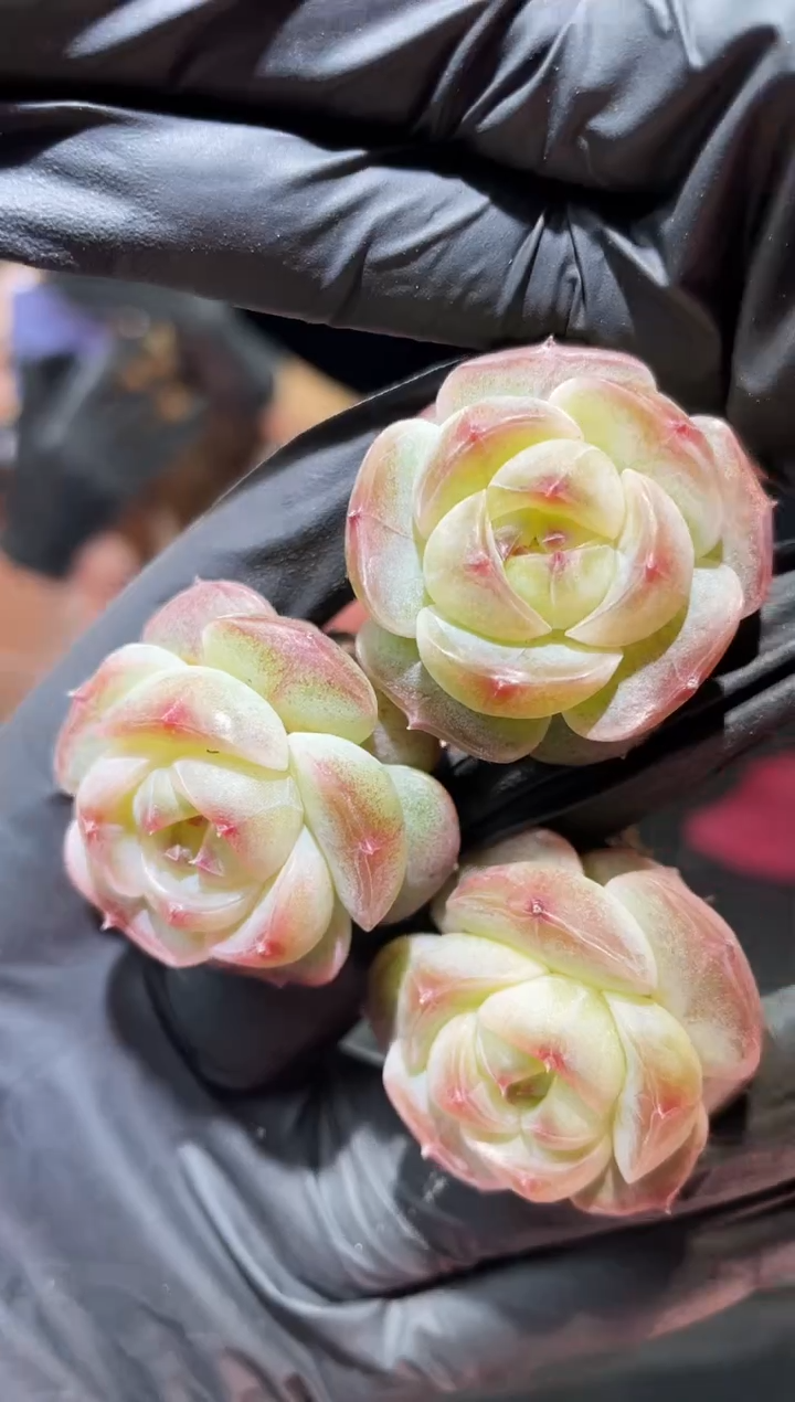 闪购590 新品多肉一颗  3.5厘米