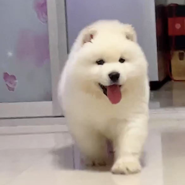 鞍山吴氏犬业熊版阿拉斯加灰桃，白桃，金毛，幼犬，温顺聪明宠物狗狗