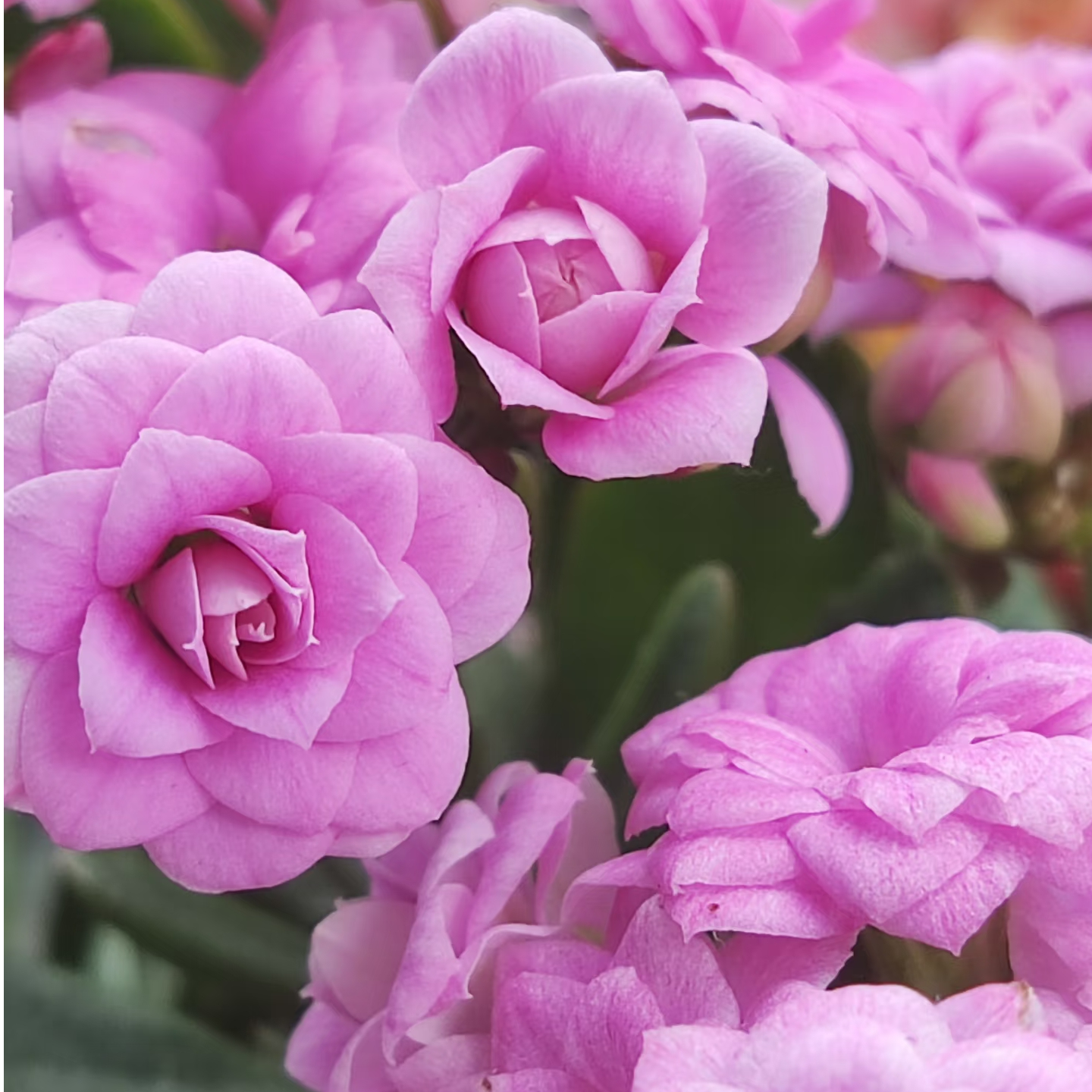 （梅尔蒂斯110盆）基地直发长寿花 稀缺名贵淡紫色品种 懒人花