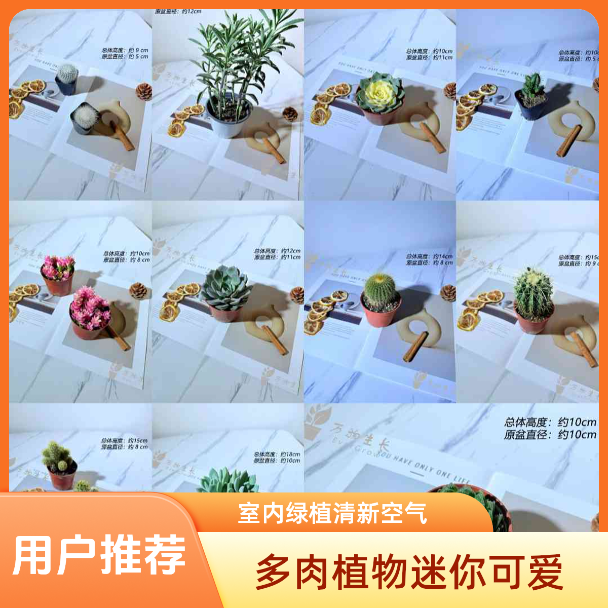 吹雪之松多肉植物粉色肉肉好养适合新手室内阳台盆栽花卉