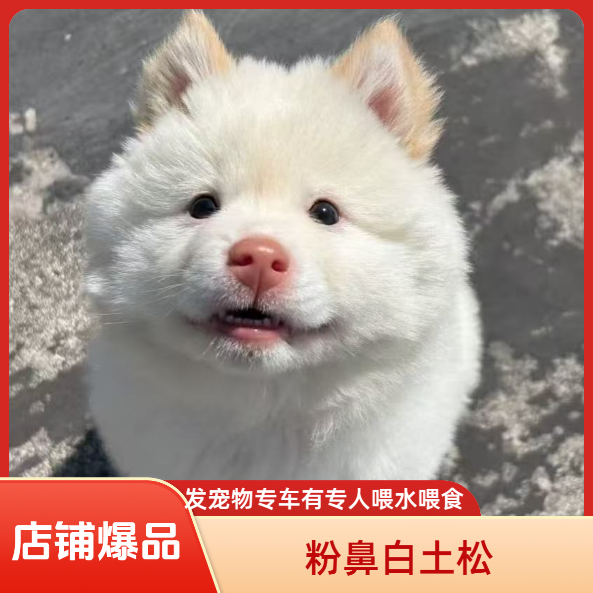 （老李）寻犬狗狗活体专属链接