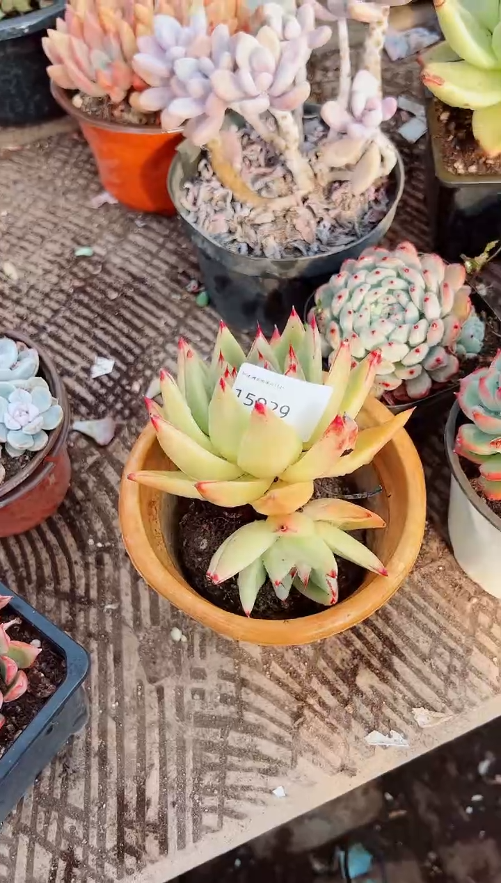 苏*多肉植物一物一拍15029