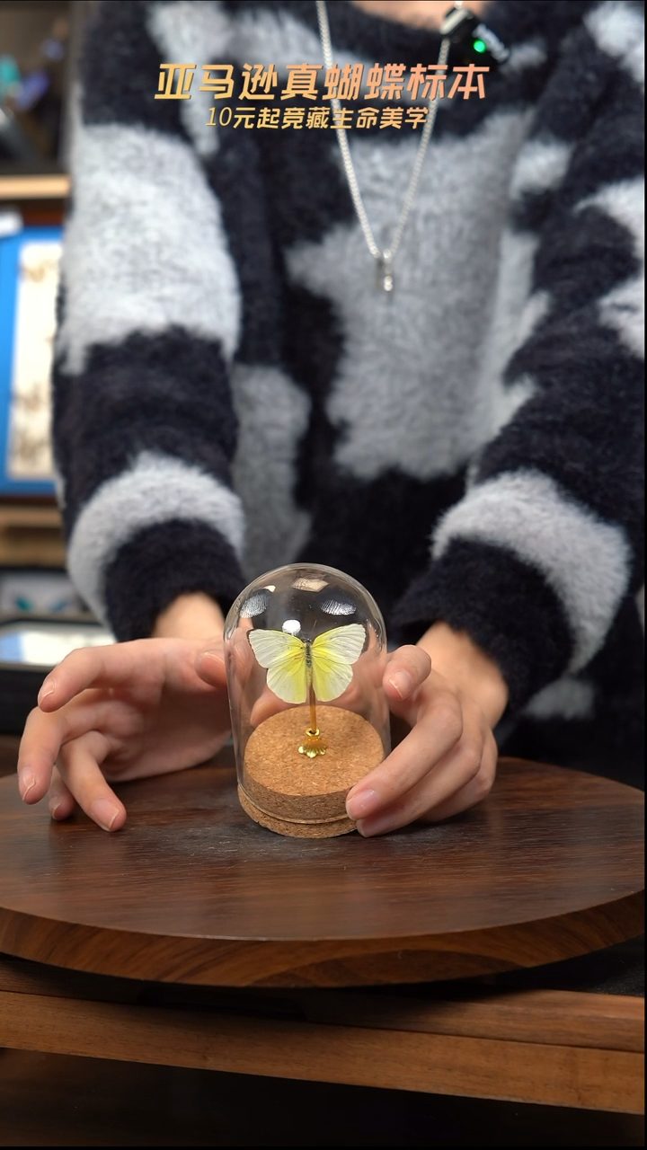 迁粉蝶木塞款玻璃罩