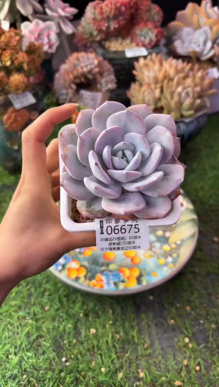 昆明印象多肉06675