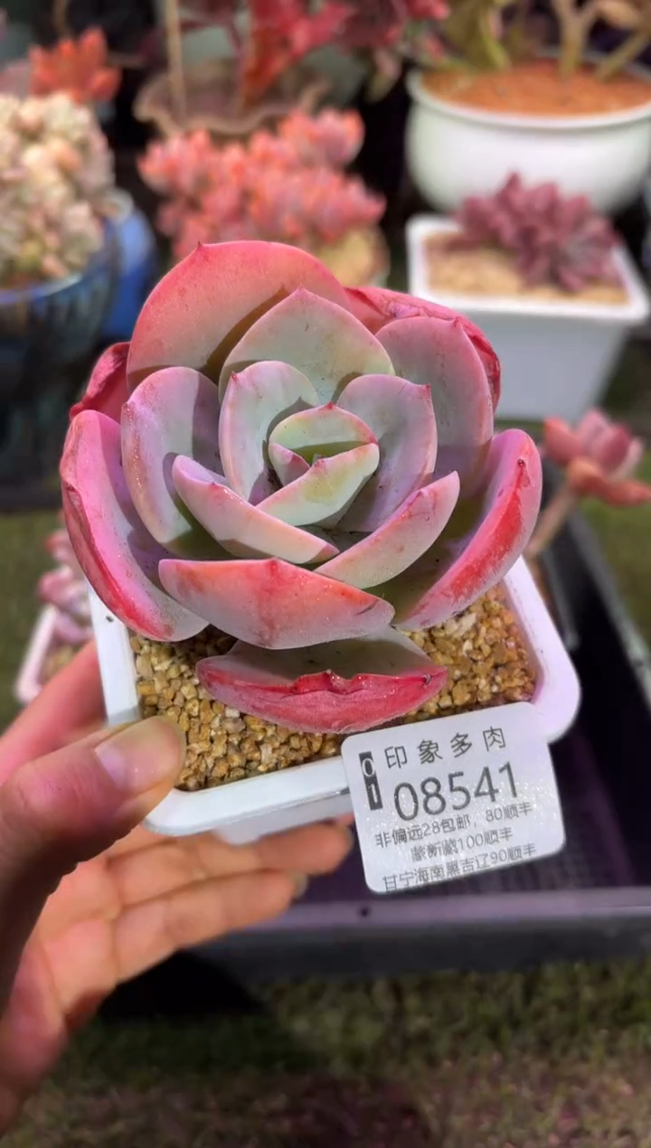 【闪购商品】08541