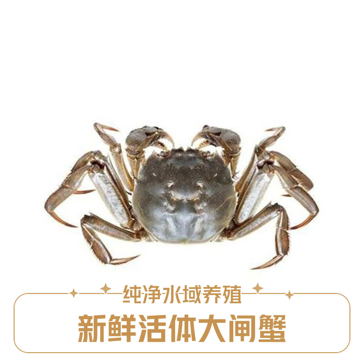 螃蟹（规格）3.7-3.9G｜4母/只