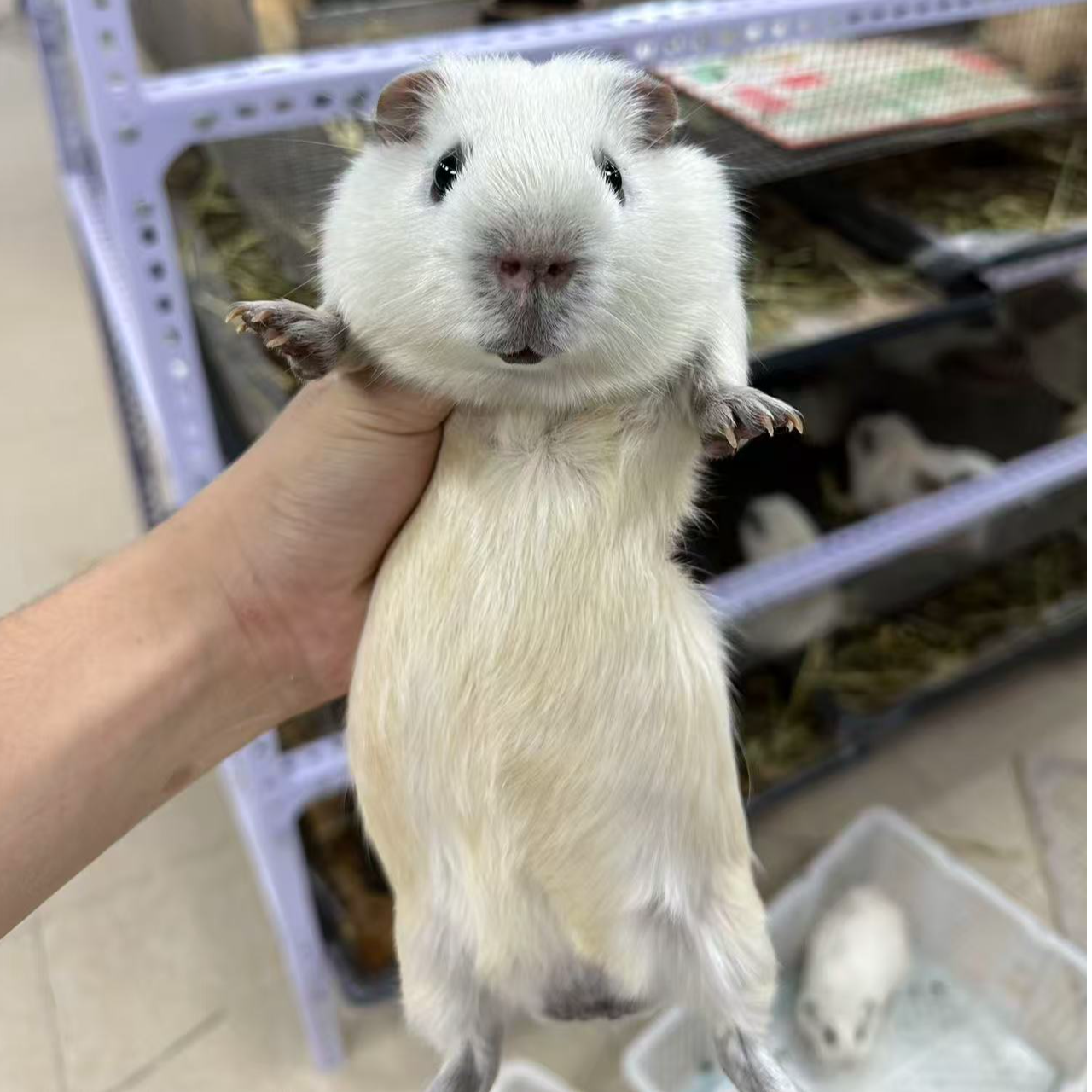 纯白锻毛弟弟京东快递包邮豚鼠