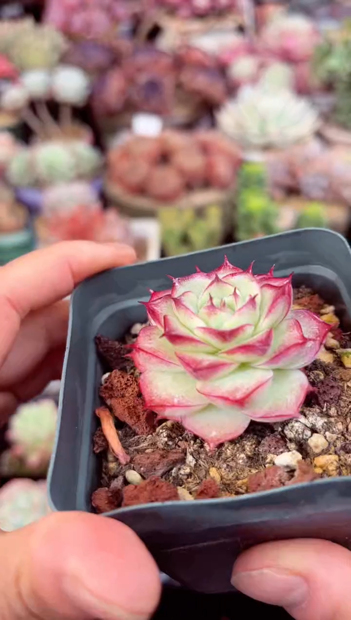 【闪购商品】4831单头麦秆多肉