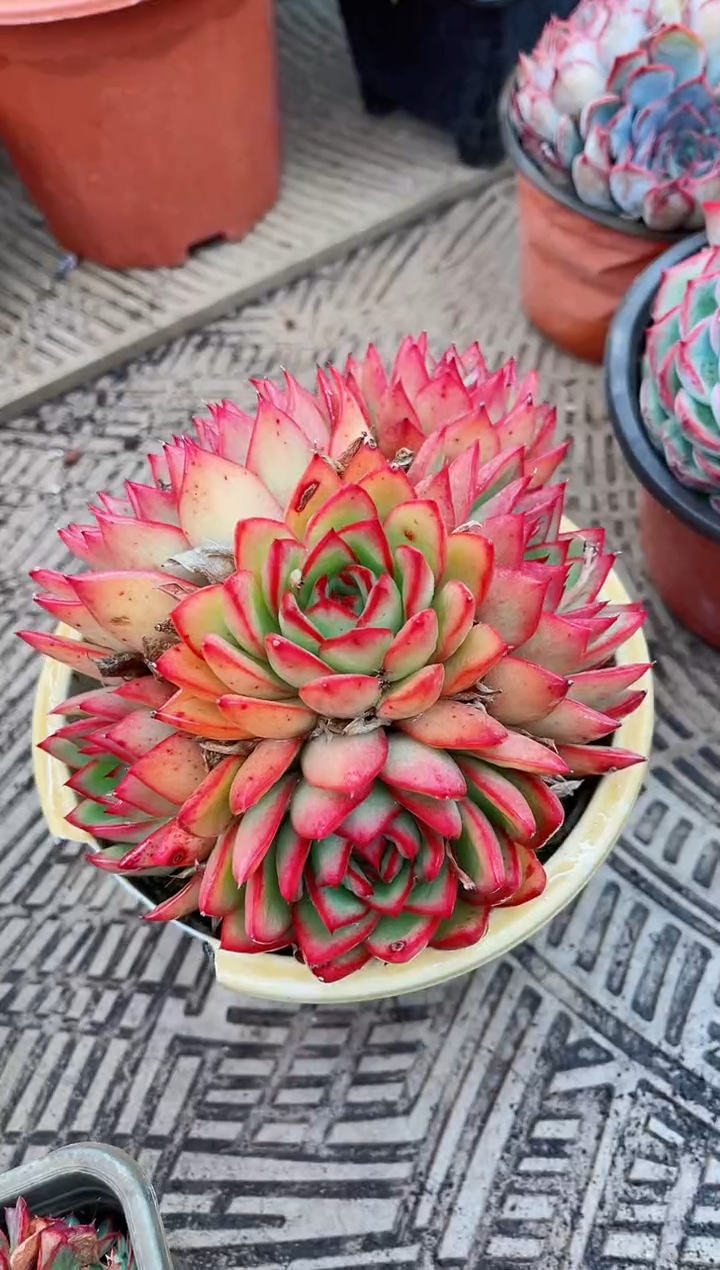 【闪购商品】04230