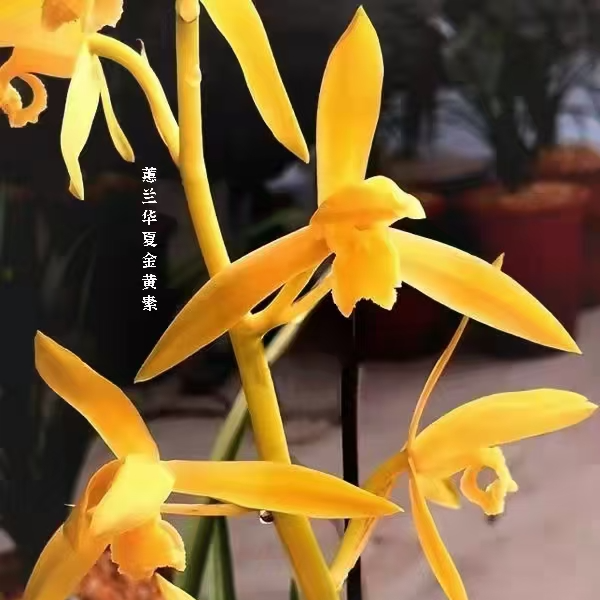 国兰正品一物一拍【请勿跟拍】300-3000