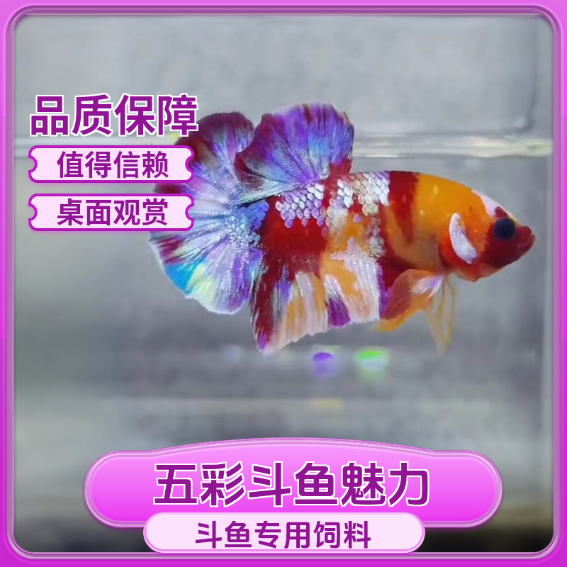 老陈Betta观赏鱼红金彩金暗黑将军半月绣球小型观赏鱼