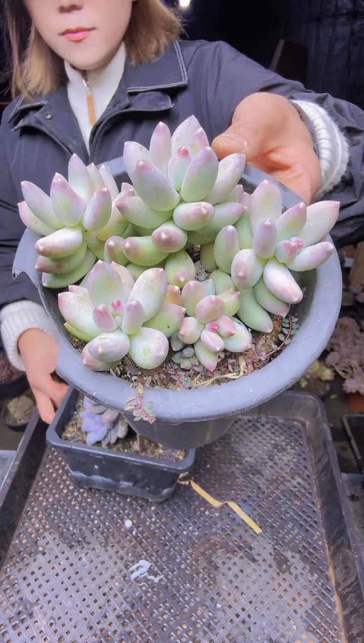 女*号016多头松果美人一物一拍所见即所得