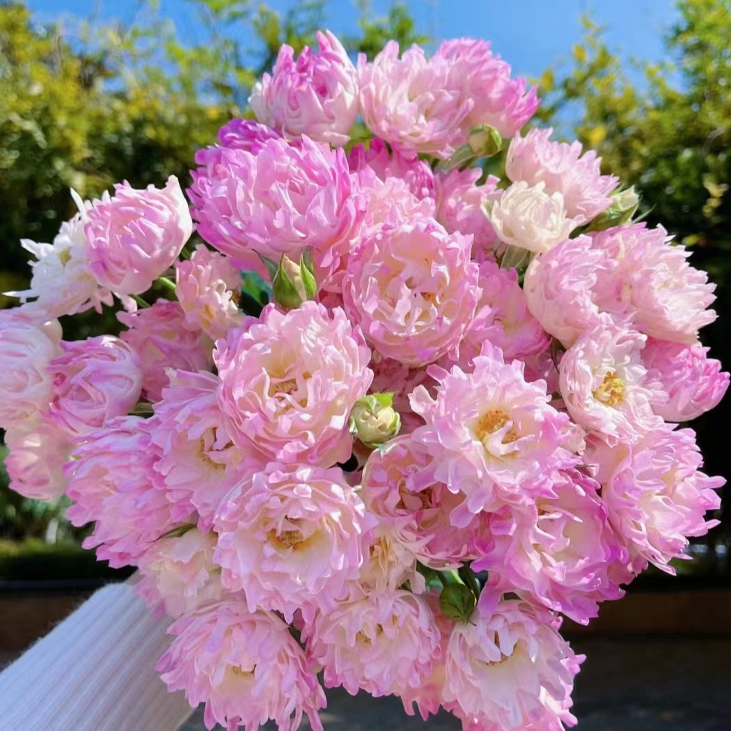 【花相拾】梦幻海葵-多头玫瑰-颜色渐变-花型独特